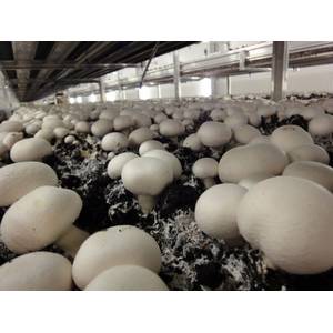 Graze picking by planning with mushroom growing