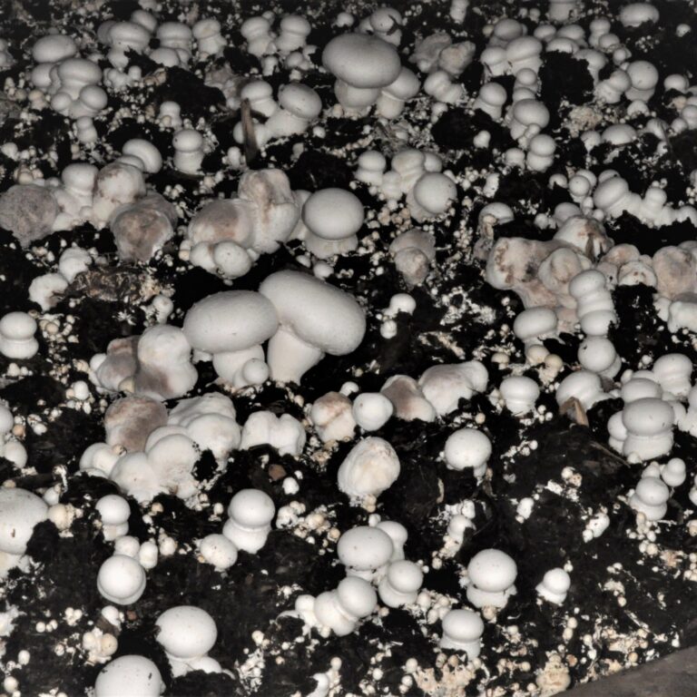 Dry bubble Verticillium