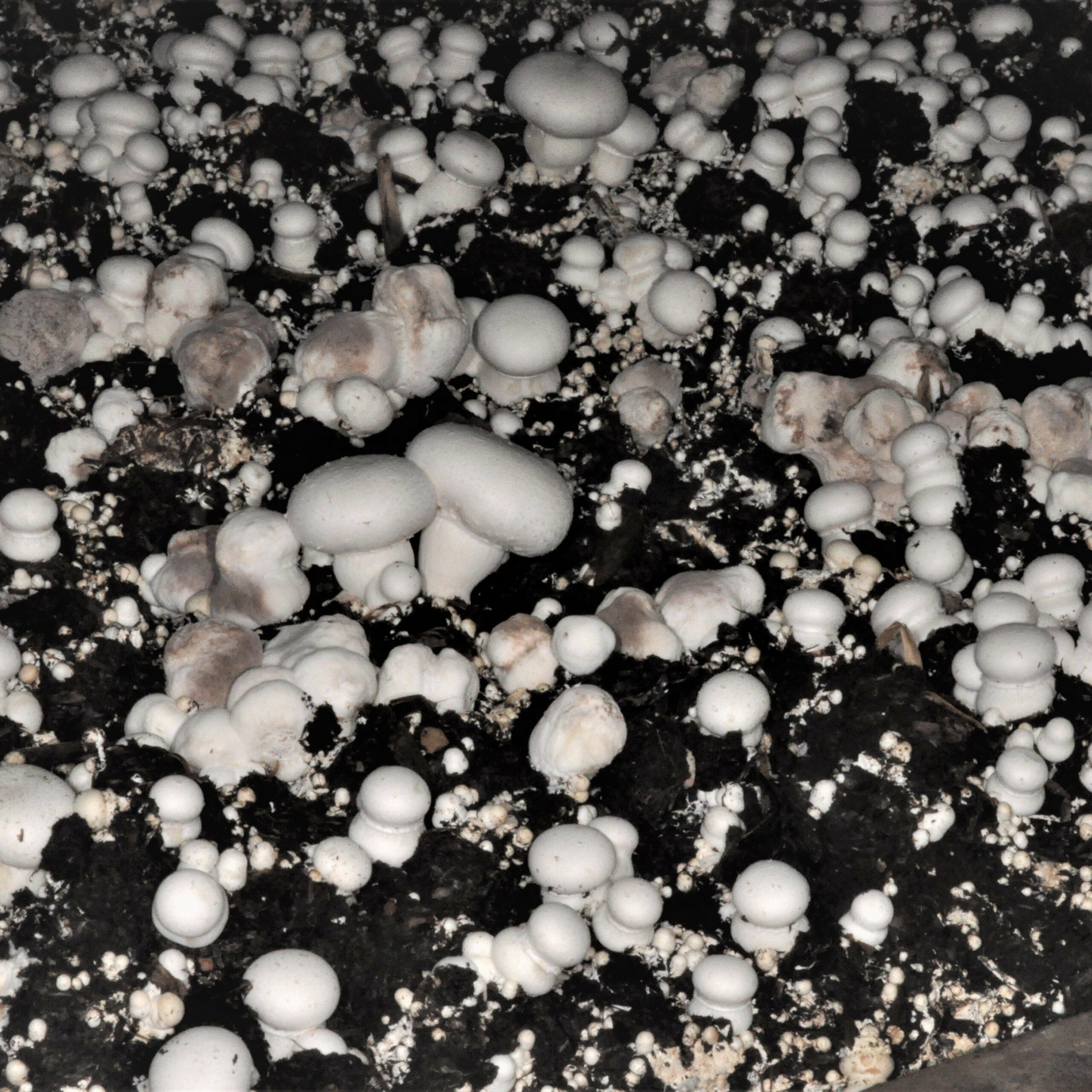 Dry bubble Verticillium