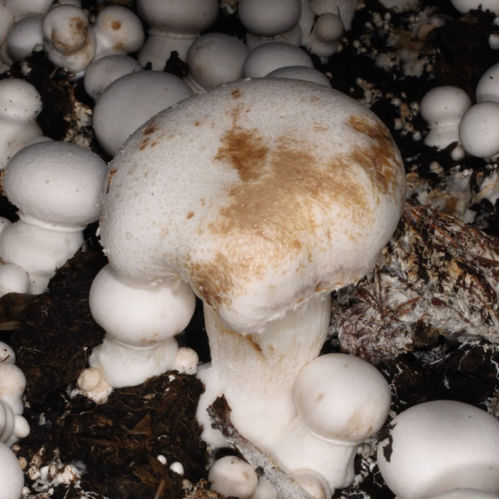 Bacterial blotch Mushroom Office