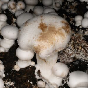 Bacterial blotch mushrooms