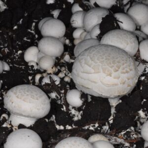 Scaling Mushrooms