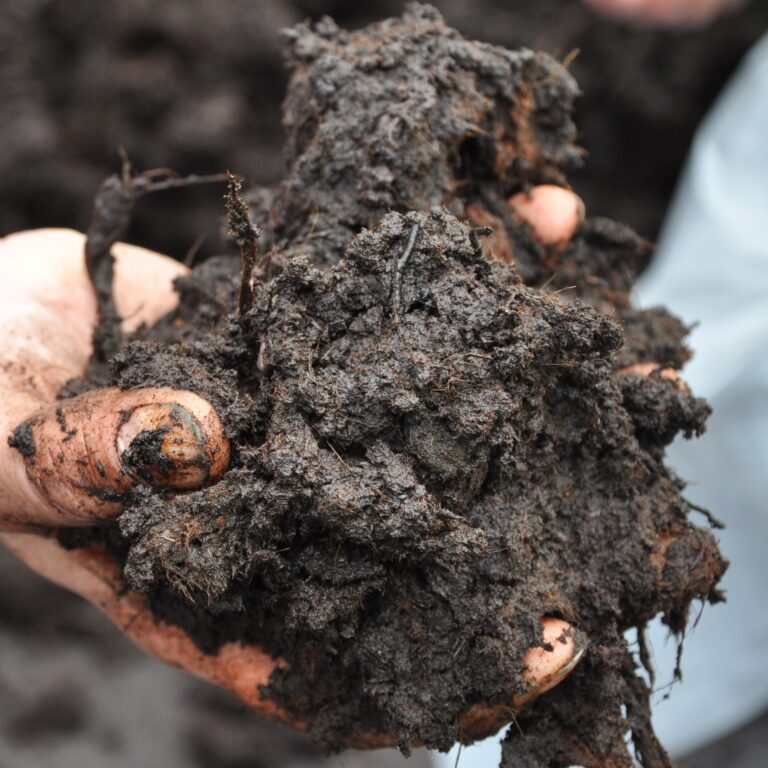 Mushroom casing soil