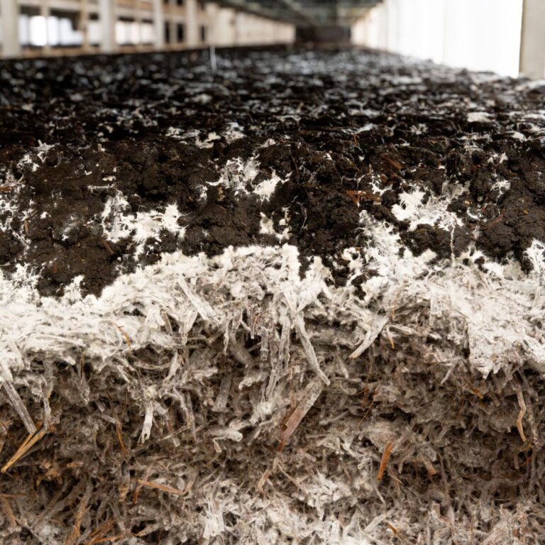 260209 Champignonbed Mushroom Office-3767 vierkant