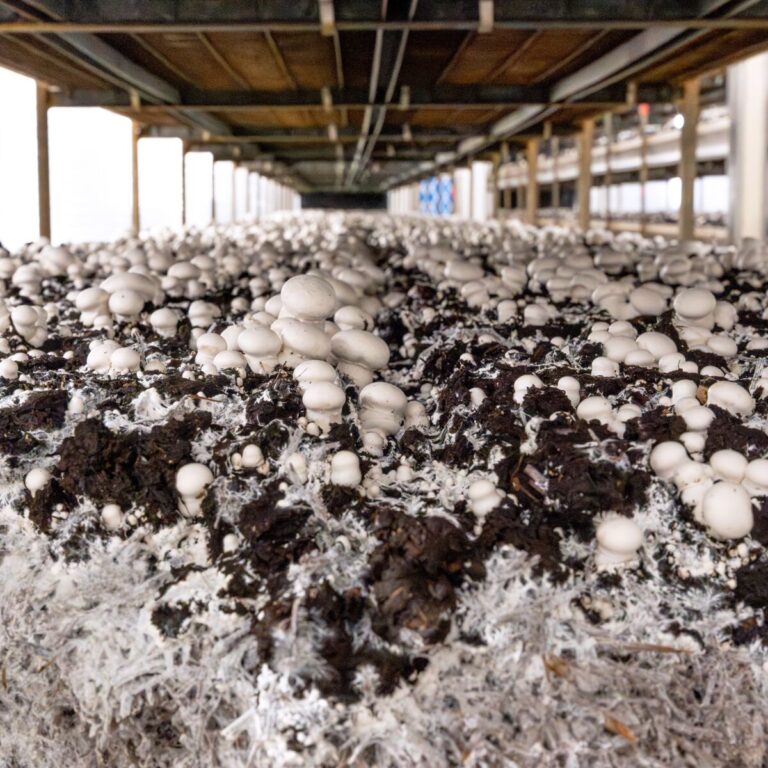 260209 Champignonbed Mushroom Office-3797 vierkant