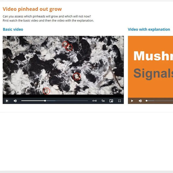 mushroom-office-cool-down-button-formation