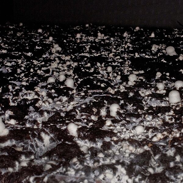 mushroom-office-cool-down-mushroom-farm-1