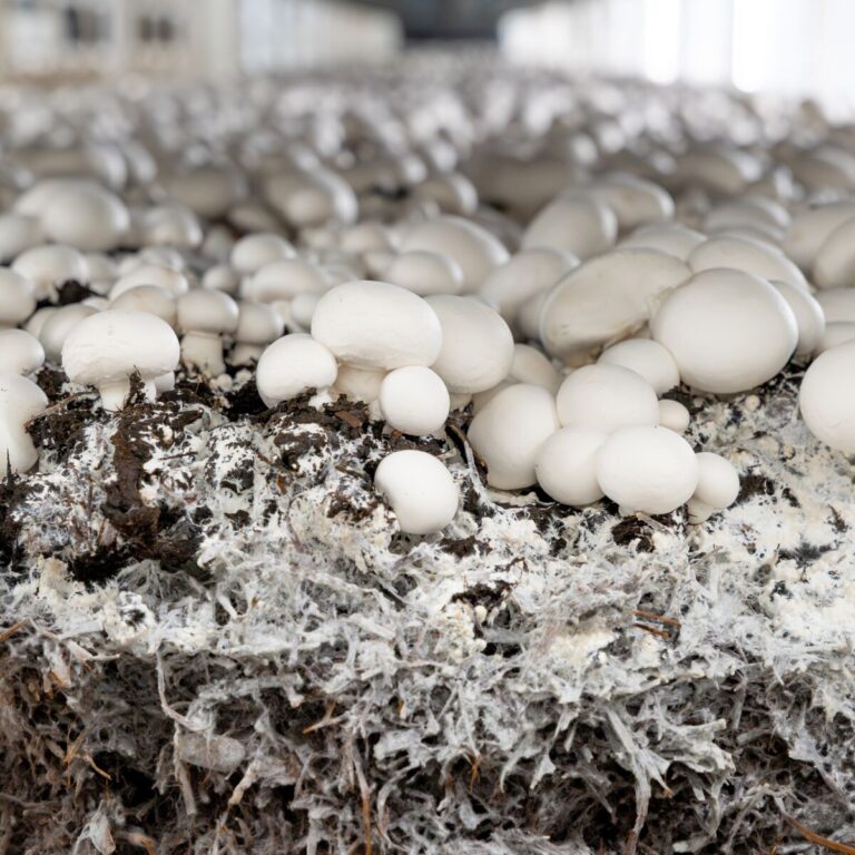 260209 Champignonbed Mushroom Office-3874