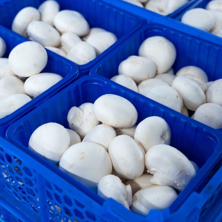 260209 Champignons Mushroom Office-4020