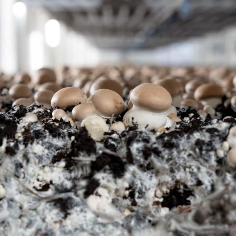 260209 kastanjechampigongsbed Mushroom Office-4031