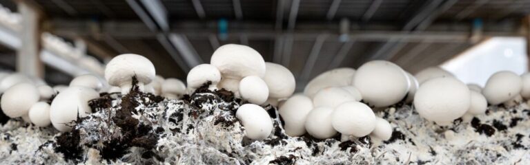 mushroom-office-mushroom-books